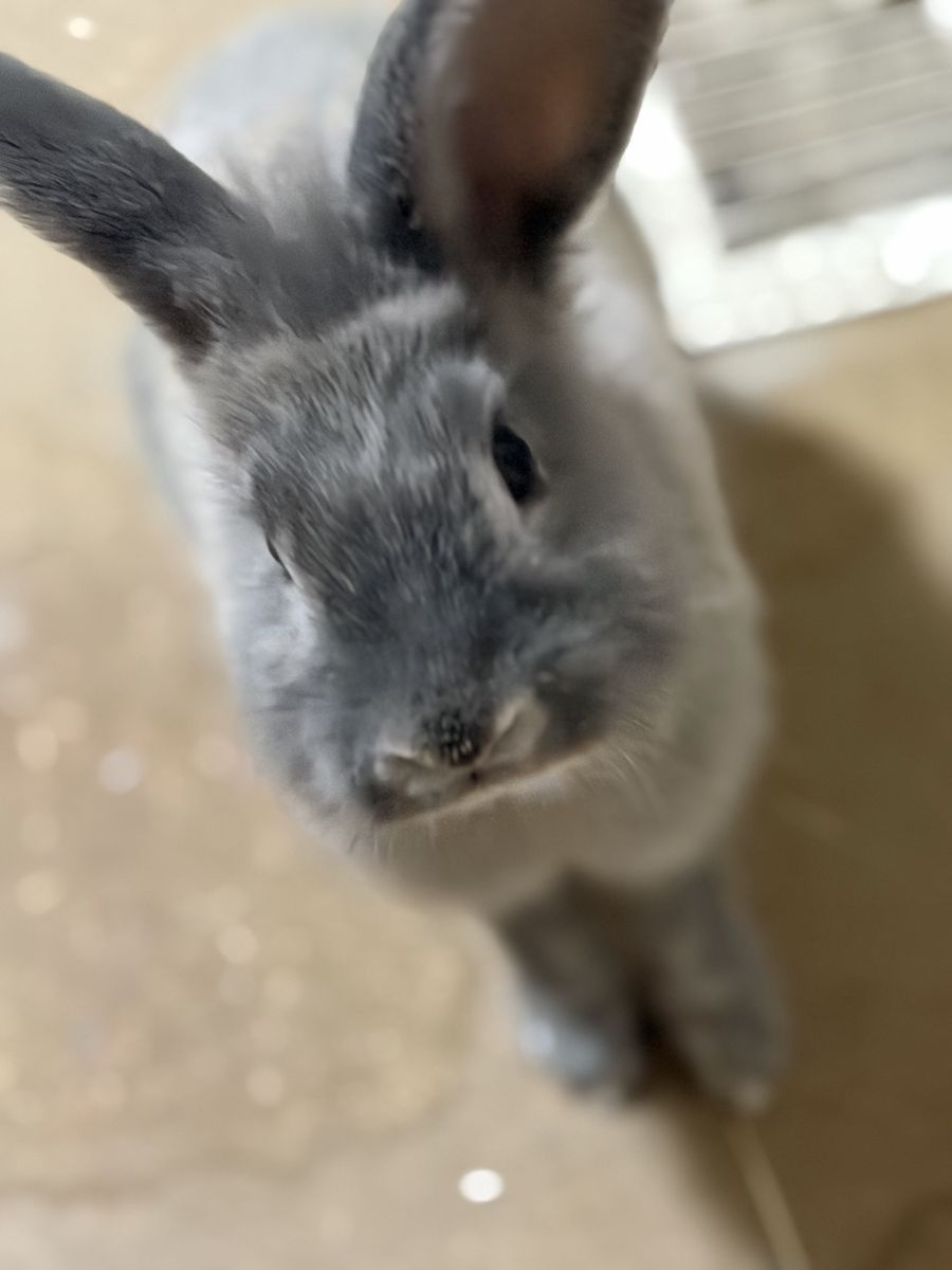Bunny