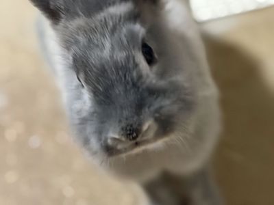 Bunny