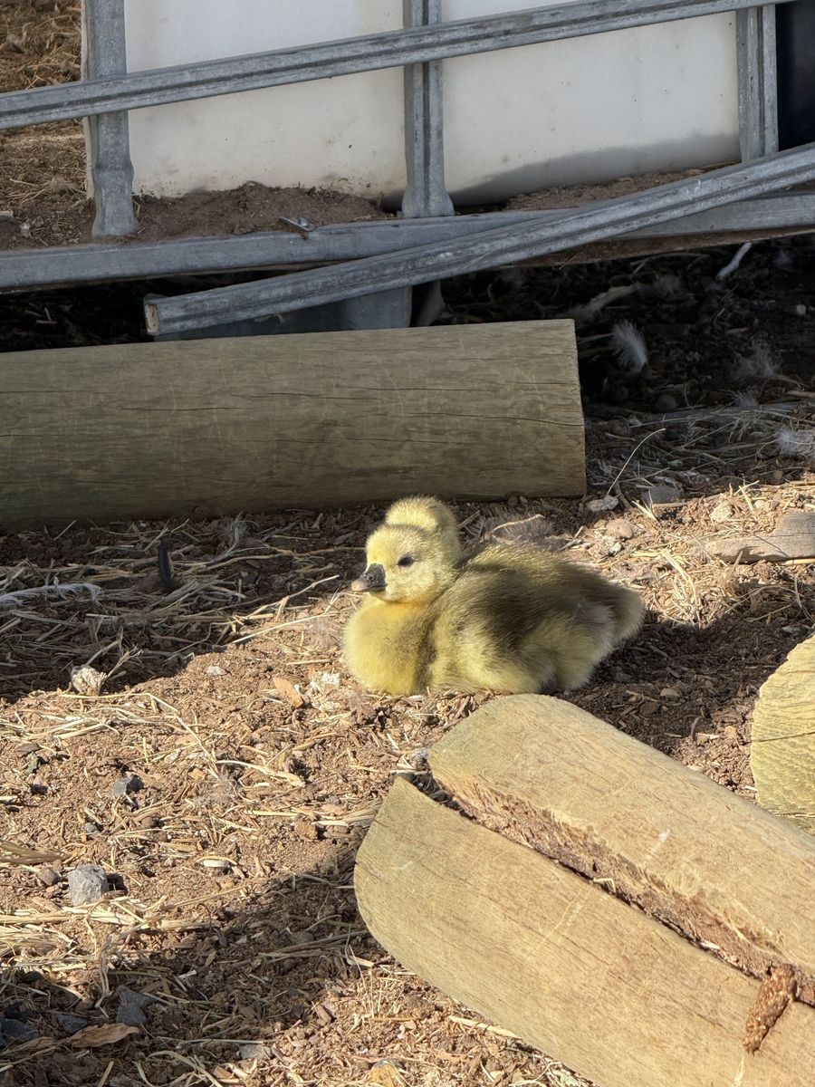Graylag Goose Hatching Eggs