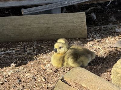 Graylag Goose Hatching Eggs