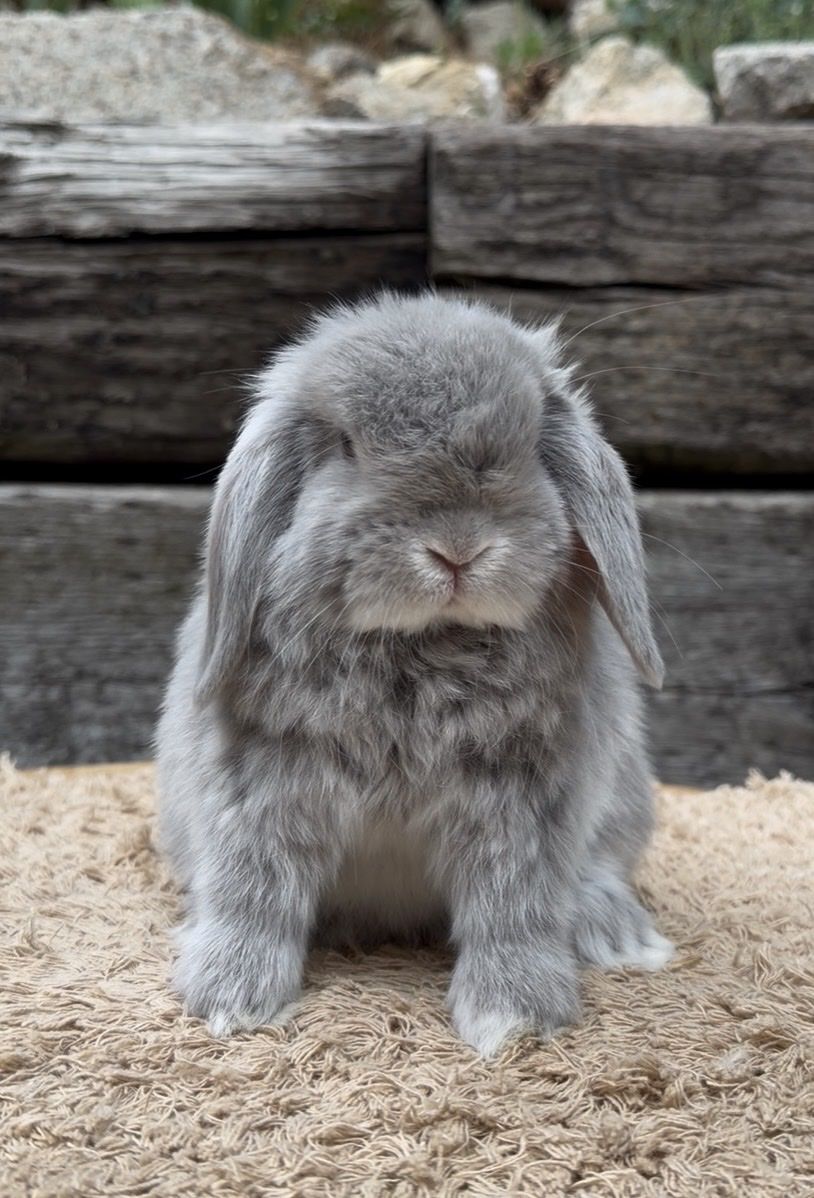 Holland Lop Buck