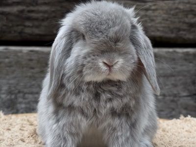 Holland Lop Buck