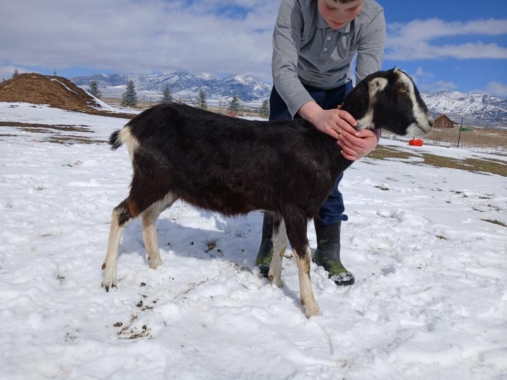 Purebred Lamancha Doe Milk goats, Two 1yr Olds