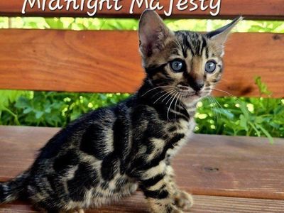 Adorable TICA Bengal Kittens - Charcoal and Snow