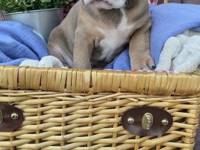olde English bulldog/ pitbull