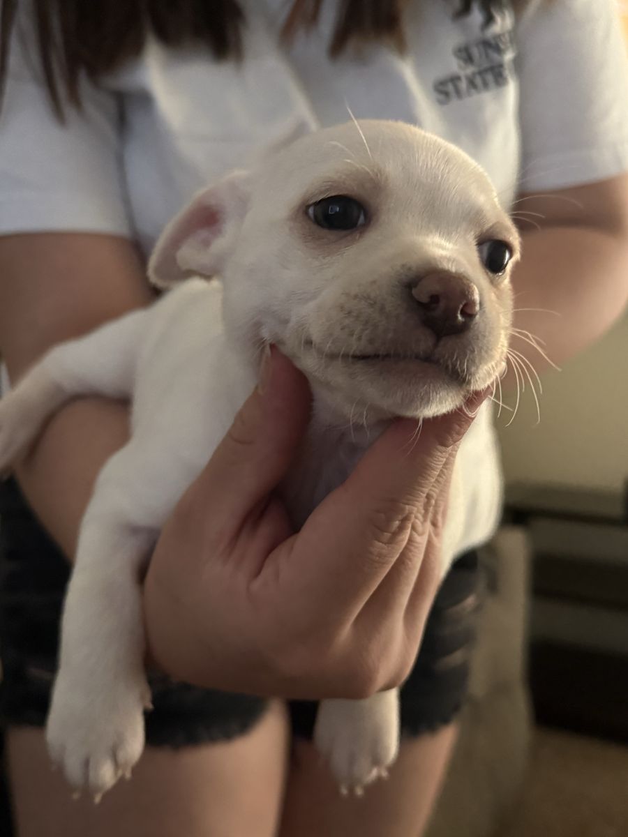 Chihuahuas for sale