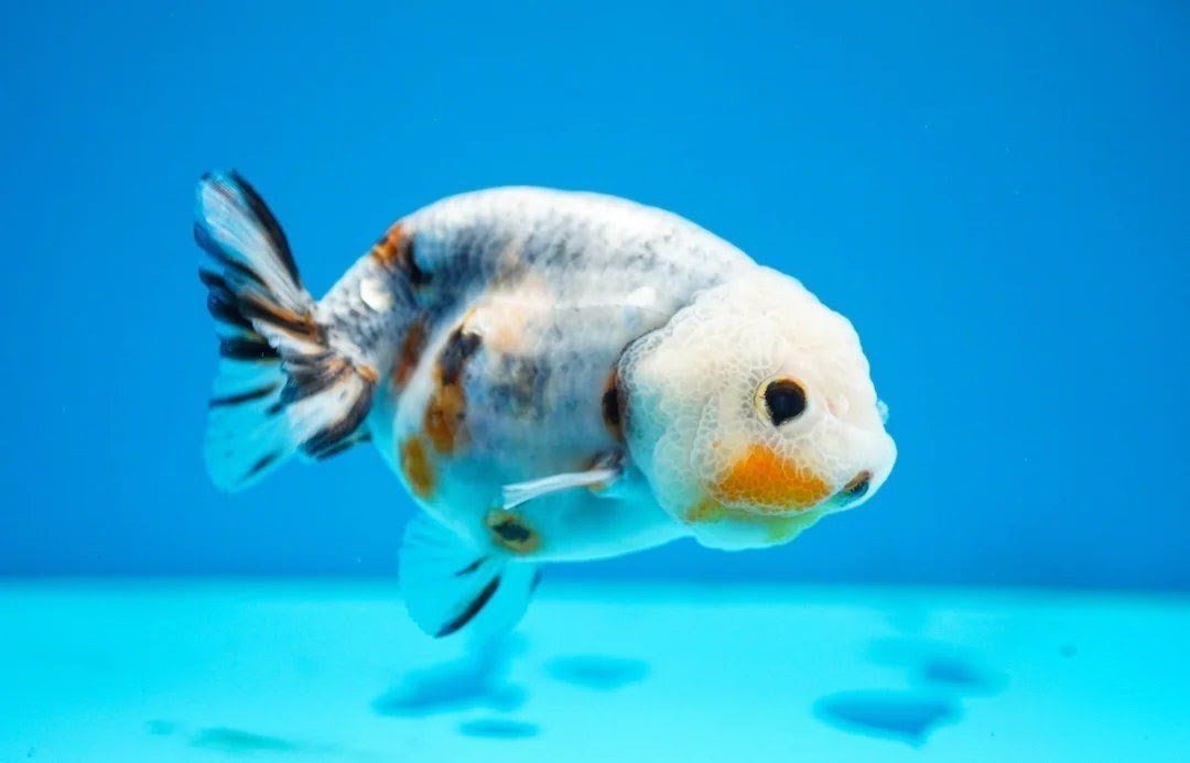 Calico Ranchu