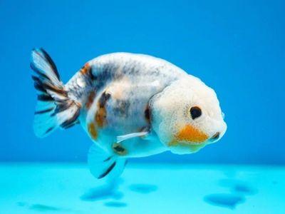 Calico Ranchu
