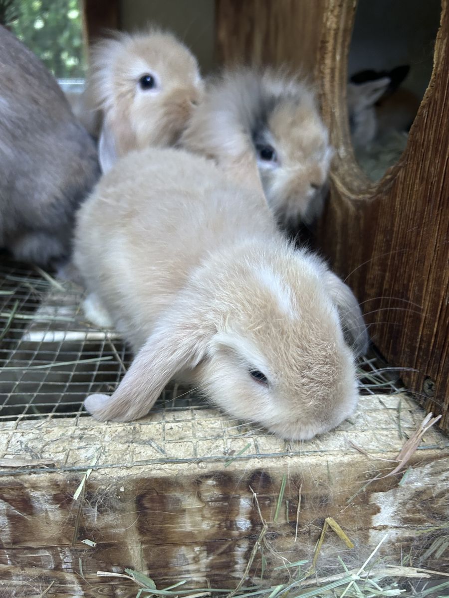 lop-eared bunnies