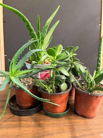 PLANTS: 5-Pack OR Singles