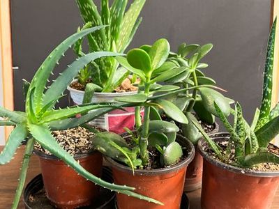 PLANTS: 5-Pack OR Singles