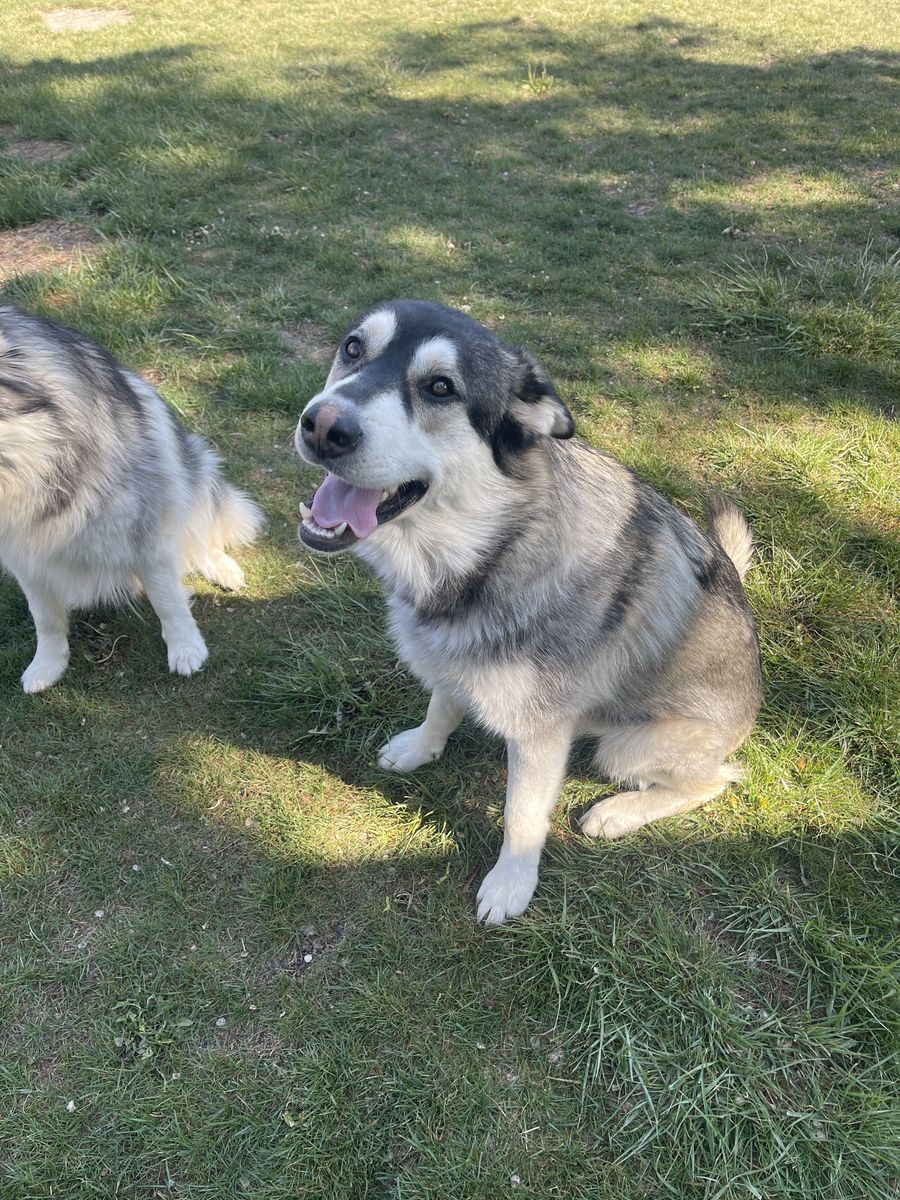 Male husky/lab mix