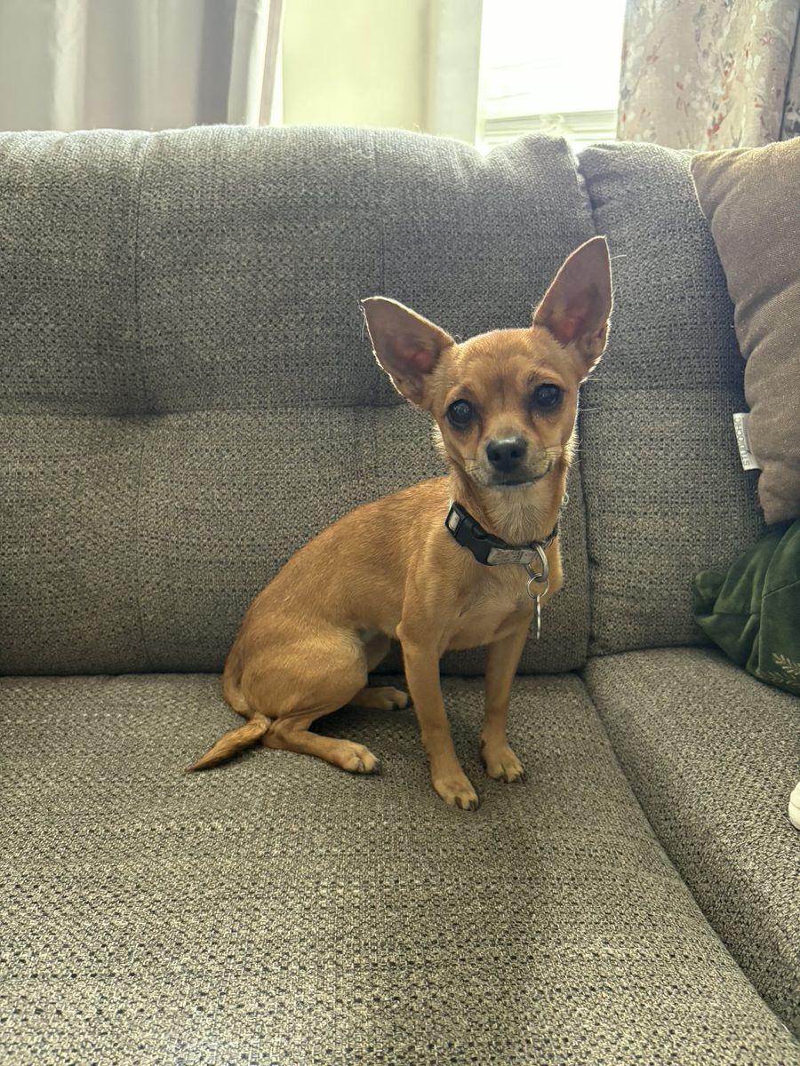 Chihuahua