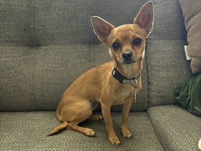 Chihuahua