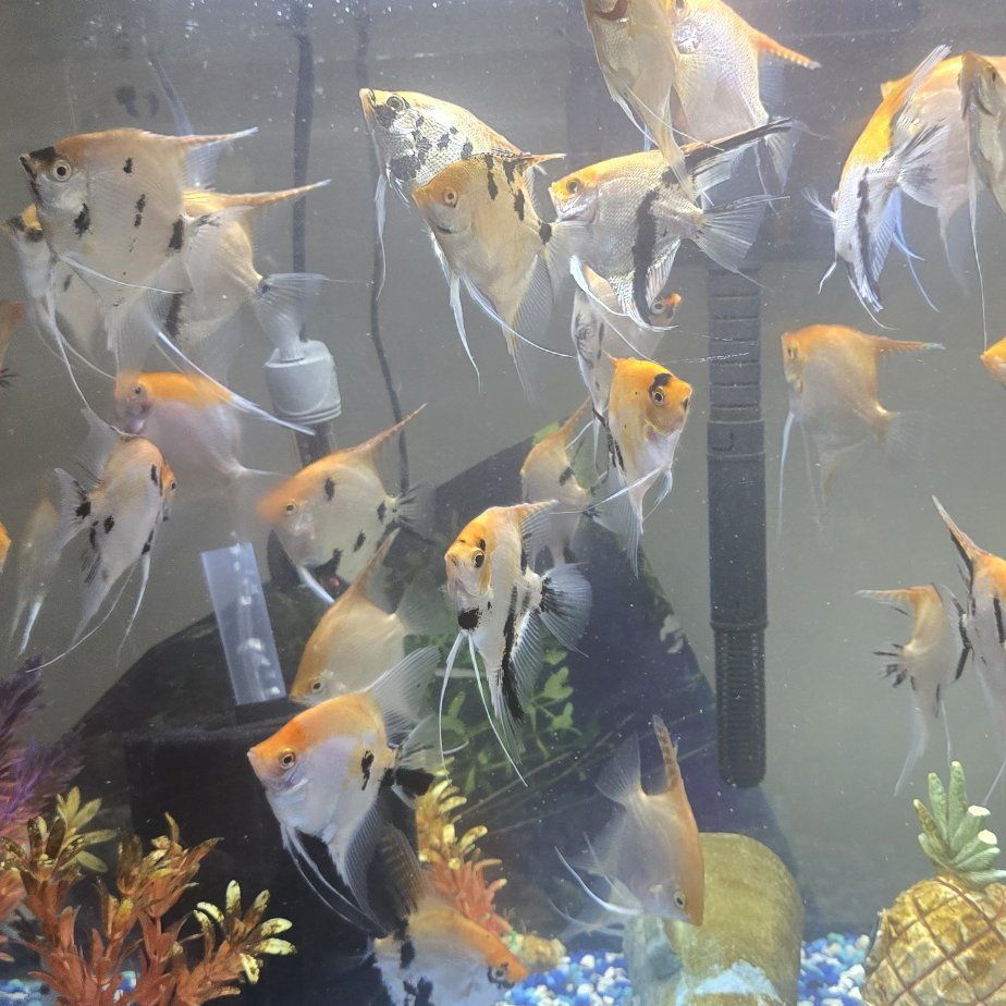 Angelfish / Angel fish 3.5-4" - $10