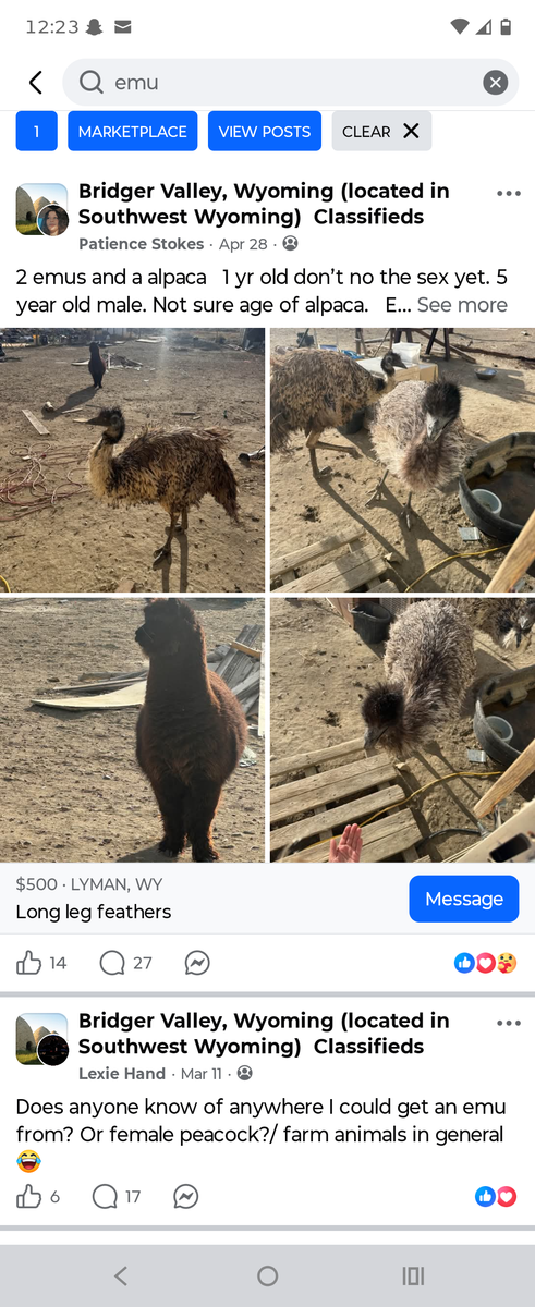 Emus and friend