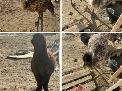 Emus and friend