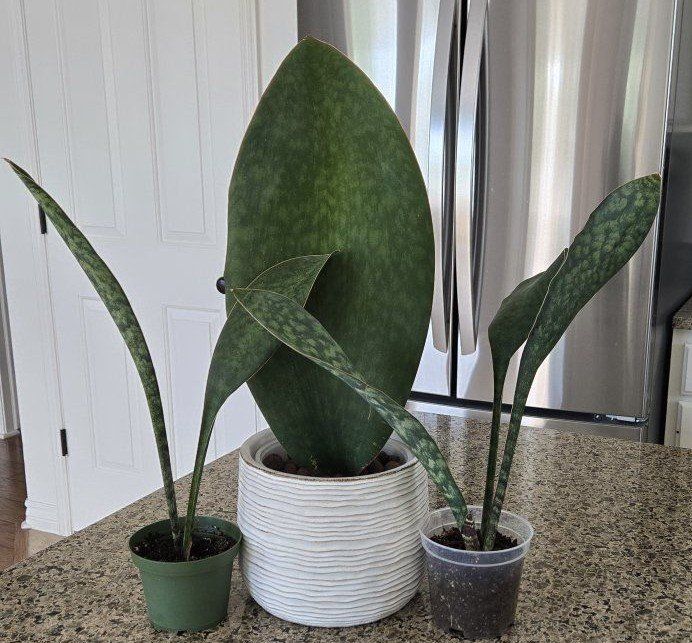 Whale Fin Snake Plant