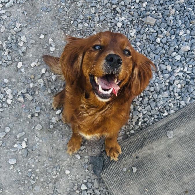 Golden cavalier female