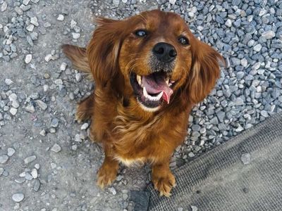 Golden cavalier female