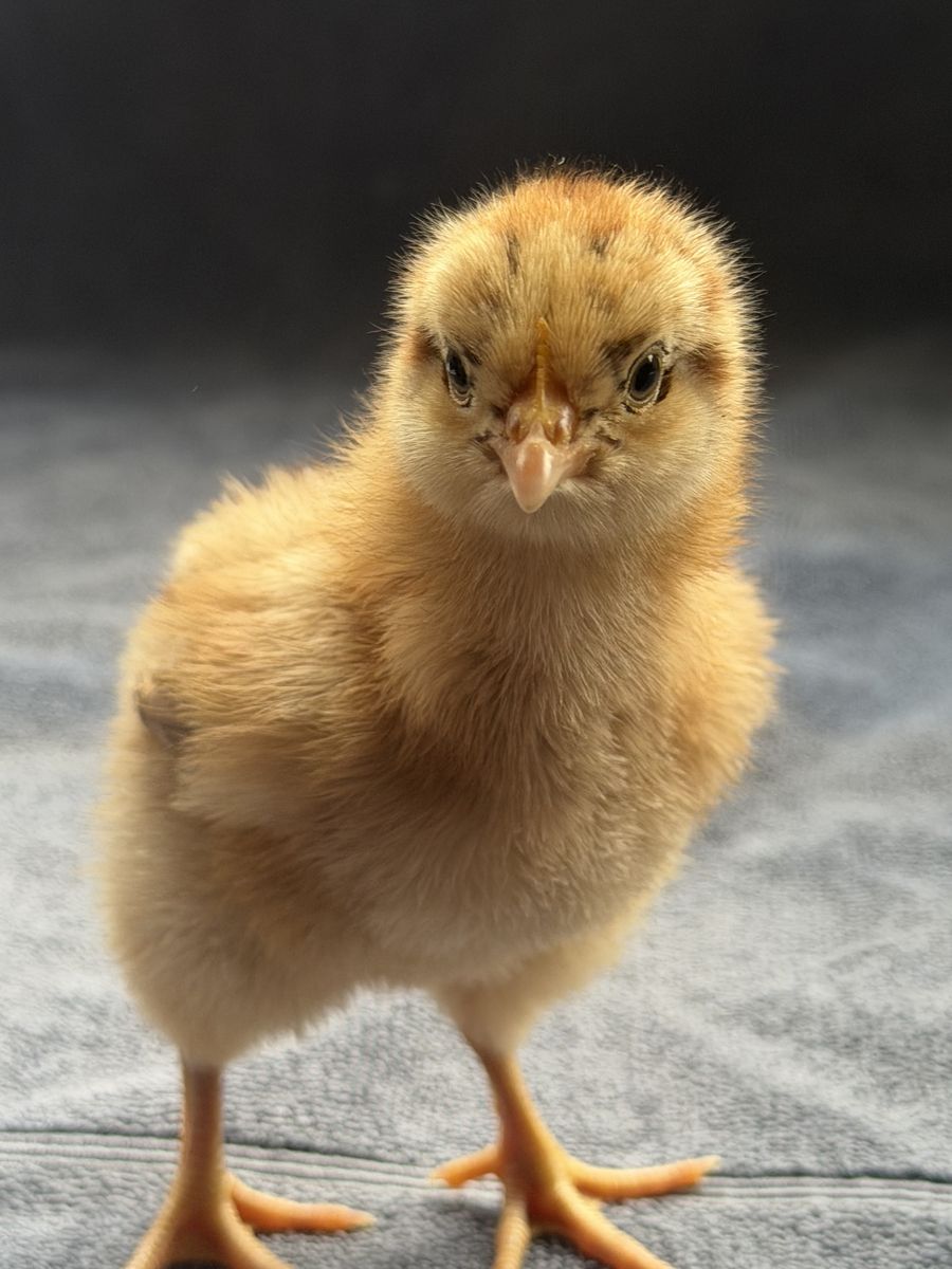 4 purebred English Orpingtons + 1 purebred bearded Silkie Hatched: 2/22/26 (1 week old)