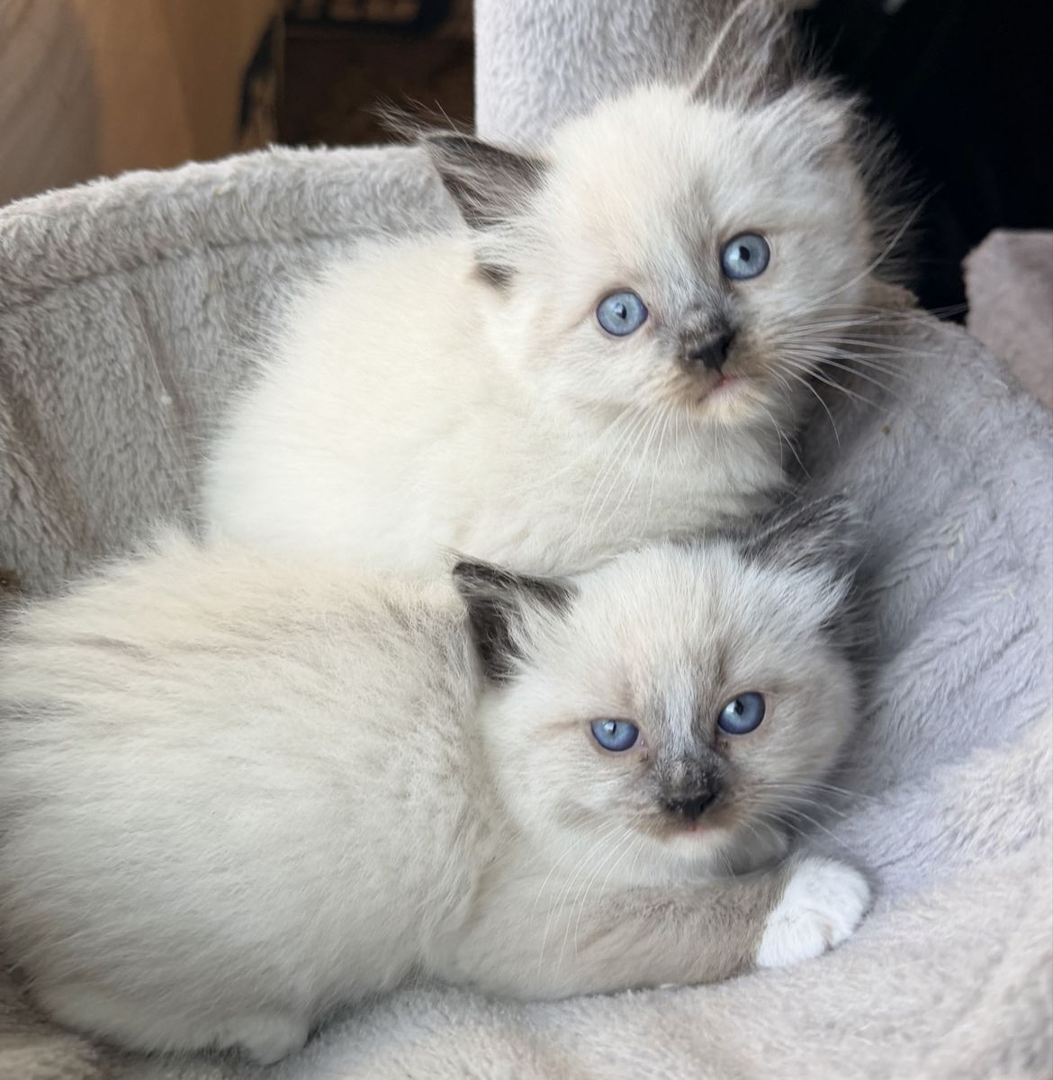 Beautiful Purebred Ragdoll Kittens