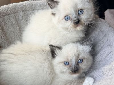 Beautiful Purebred Ragdoll Kittens
