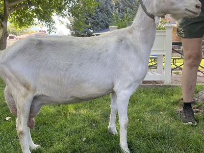 Purebred Saanen Milking Doe Dairy Goat