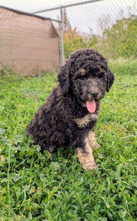 30-45 lb CKC Moyen Poodles *like bernedoodle