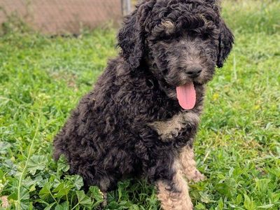 30-45 lb CKC Moyen Poodles *like bernedoodle