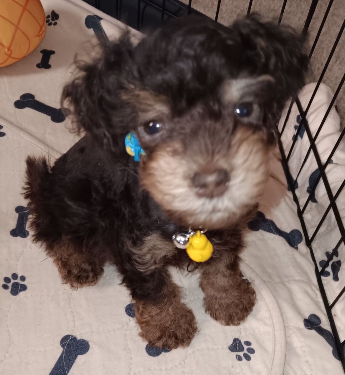Miniature Schnauzer  Mr Magnar