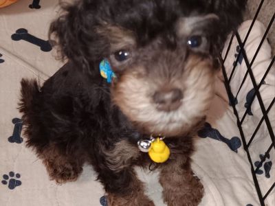 Miniature Schnauzer Mr Magnar