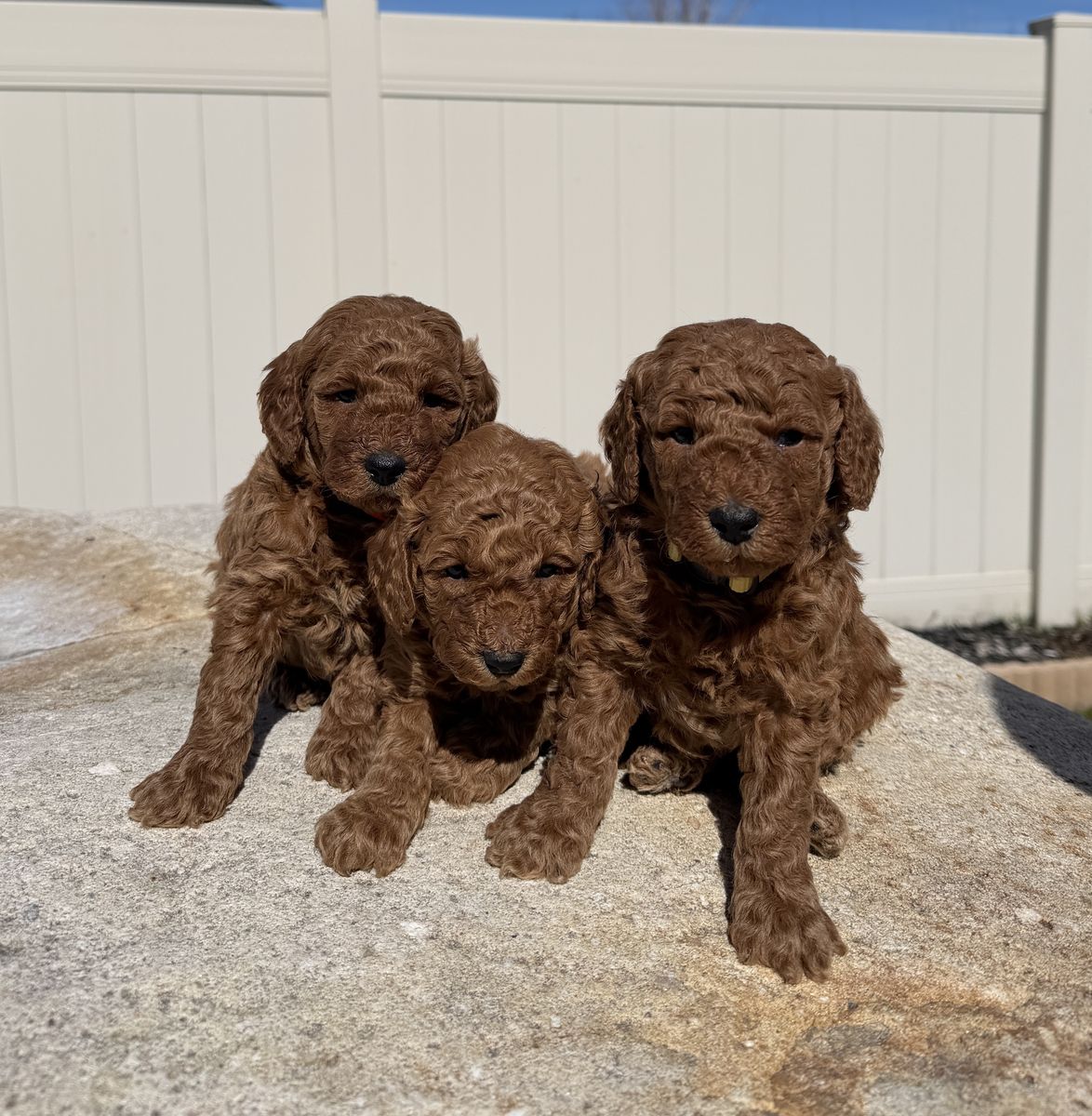 AKC Mini Poodle Puppies