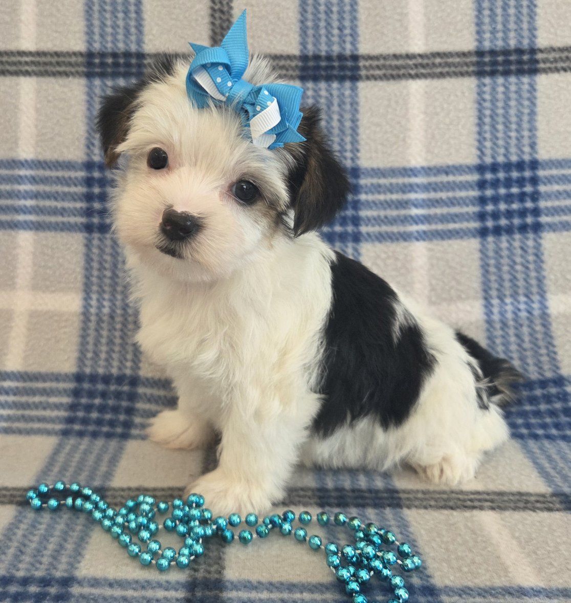 Purebred Yorkshire Terrier Puppies Available!   Unique Colors! 