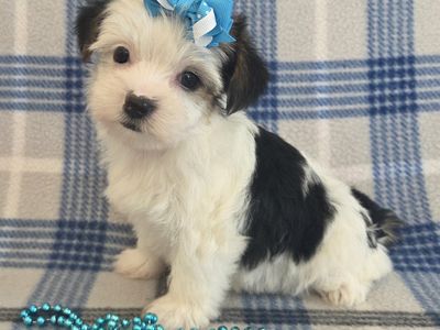 Purebred Yorkshire Terrier Puppies Available! Unique Colors!