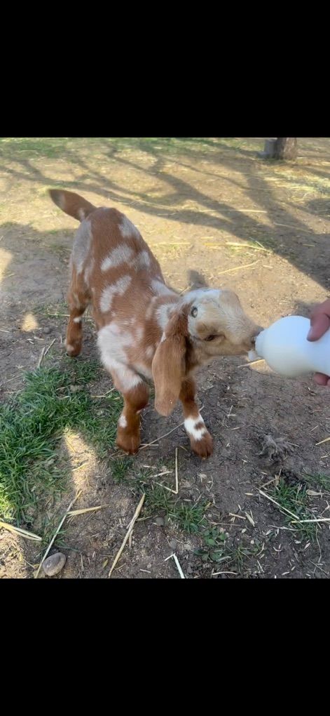 Goats for Sale