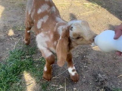 Goats for Sale