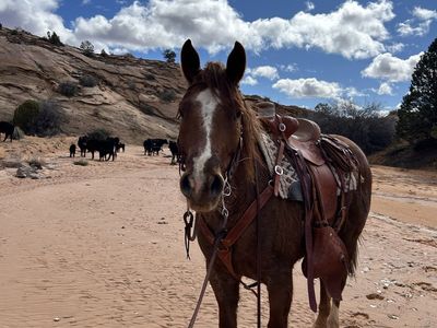 ISO MARE/FOAL PASTURE