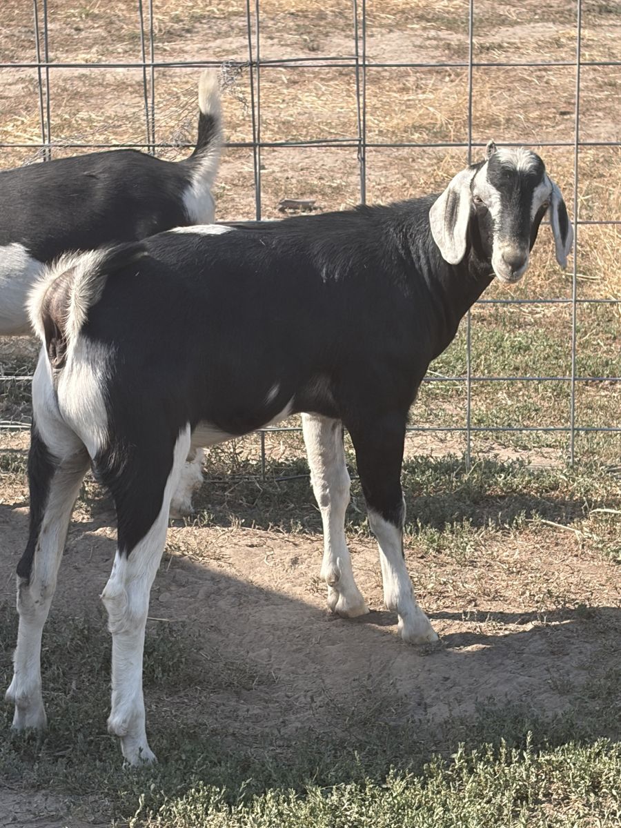 Nubian/Saanen Buck  - 3 Months Old - Ready to Go