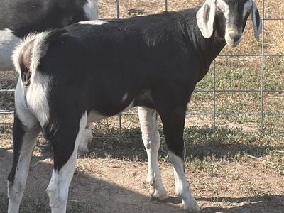 Nubian/Saanen Buck - 3 Months Old - Ready to Go