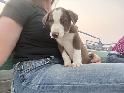 Red border collie puppy