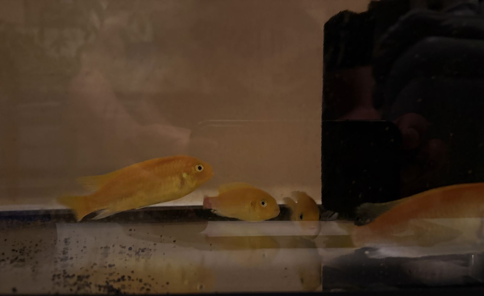 FREE 4 Yellow cichlid fish
