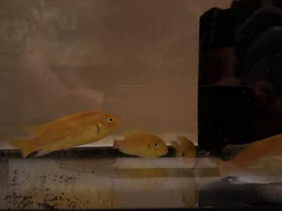 FREE 4 Yellow cichlid fish