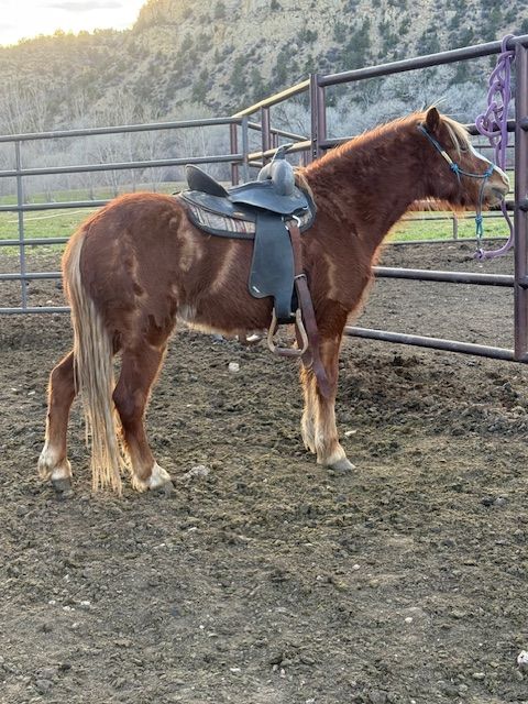 Registered Welsh Pony started