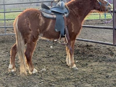Registered Welsh Pony started