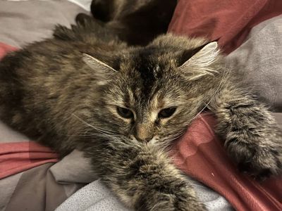 Female Calico Cat