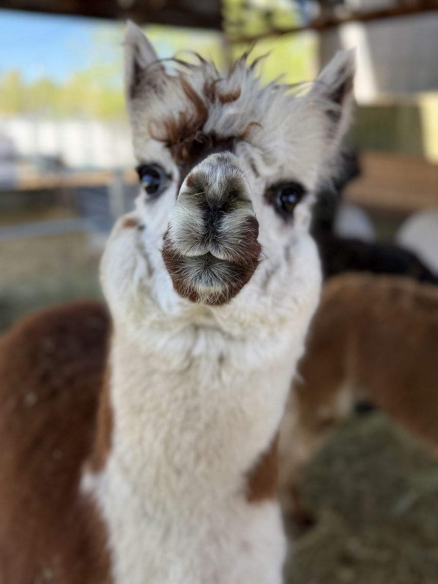 Alpaca Herd