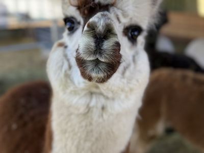 Alpaca Herd