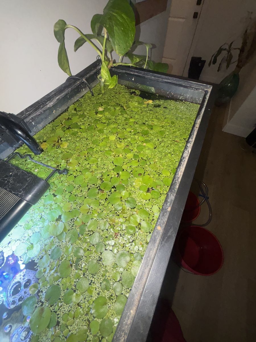 Amazon Frogbit & Water LetTuce