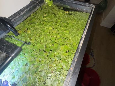 Amazon Frogbit & Water LetTuce
